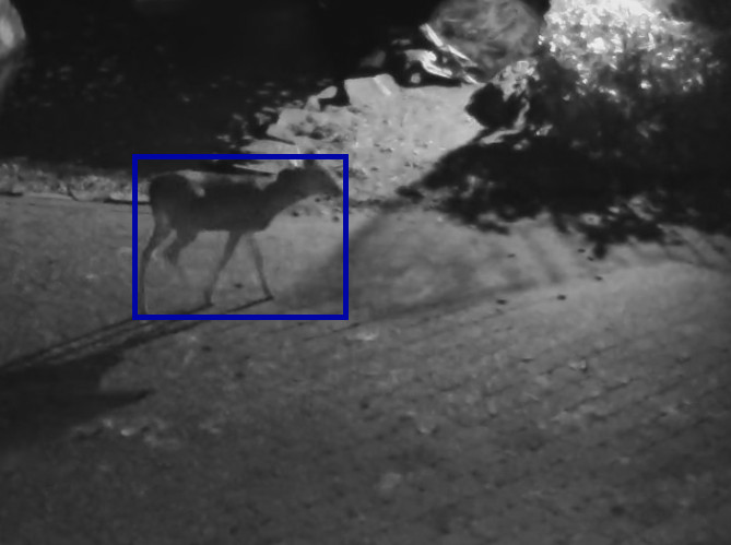 A deer at night